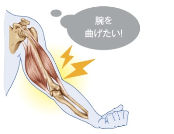 筋収縮の活動電位を検知